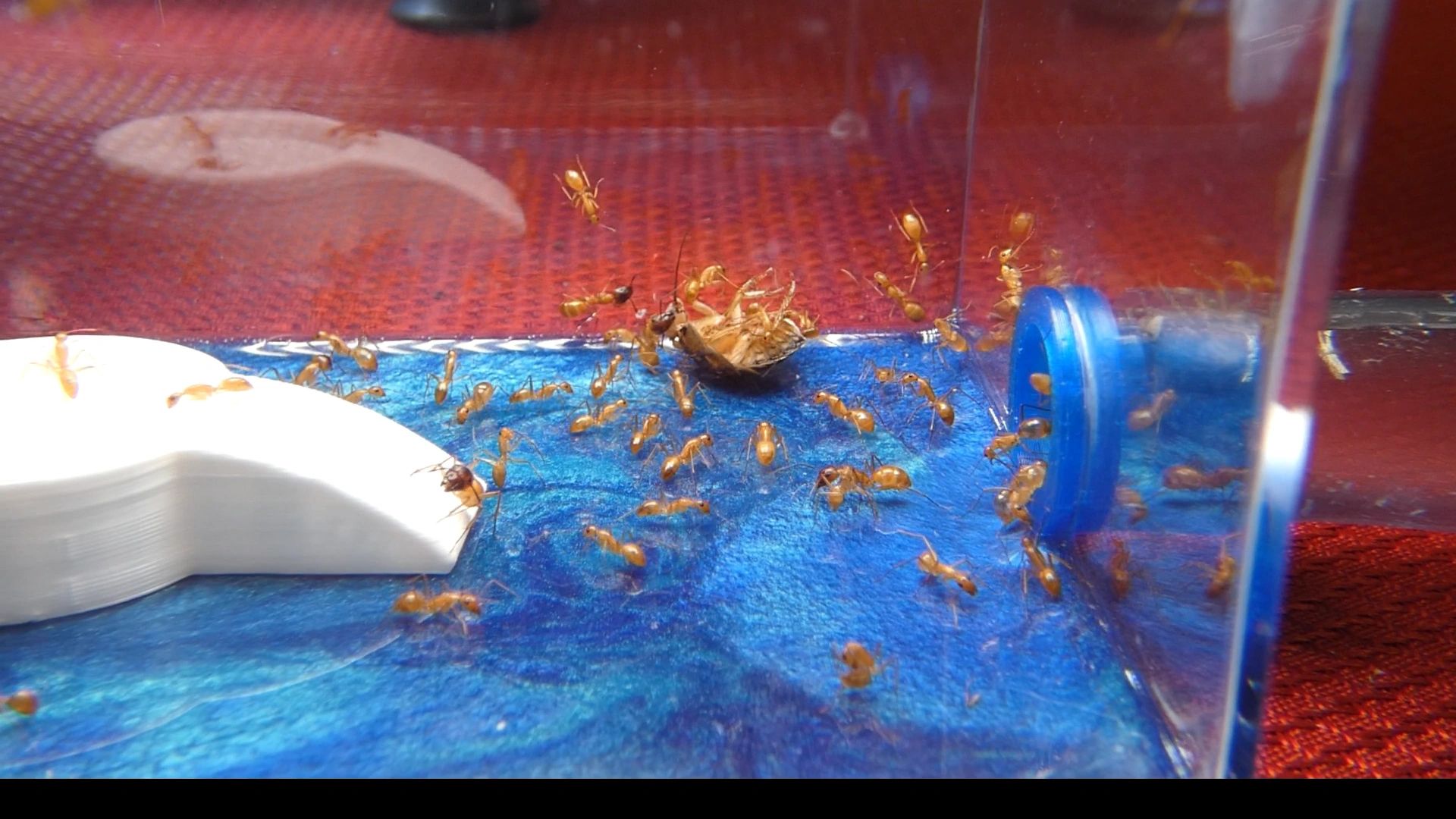 My Antics Buy Ant Colonies, Queen Ants for Sale, Buy Queen Ants